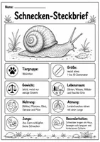 Vorschau - Arbeitsblätter - Schnecke Lebenszyklus - Interaktives Faltbuch & Steckbrief - Seite 1