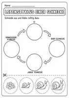 Vorschau - Arbeitsblätter - Schnecke Lebenszyklus - Interaktives Faltbuch & Steckbrief - Seite 3