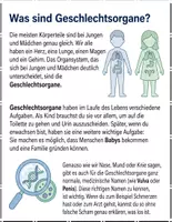 Vorschau - Arbeitsblätter - Geschlechtsorgane verstehen : Leseverständnis und Wortsuchrätsel mit Lösungen - Seite 2