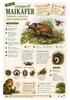 Vorschau - Arbeitsblätter - Maikäfer – kostenloses Materialpaket für Sachunterricht & Naturbildung | Bella Wildherz - Deckblatt
