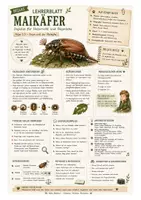 Vorschau - Arbeitsblätter - Maikäfer – kostenloses Materialpaket für Sachunterricht & Naturbildung | Bella Wildherz - Seite 2