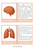 Vorschau - Arbeitsblätter - Organe des Menschen - Lernkarten 3./4. Klasse - Seite 2