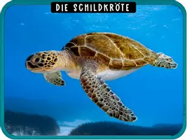 Vorschau - Bildkarten - Meerestiere - Bildkarten & Wortkarten Sachunterricht - Seite 2