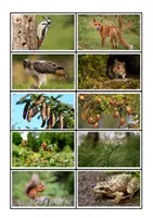 Vorschau - Interaktives Material - Nahrungskette & Nahrungsnetz - Thema Wald - Deckblatt