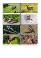 Vorschau - Interaktives Material - Nahrungskette & Nahrungsnetz - Thema Wald - Seite 2