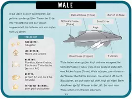 Vorschau - Unterrichtsreihen - Wale - Arbeitsblätter, Lapbook, Wissenskartei & Spiel - Seite 1