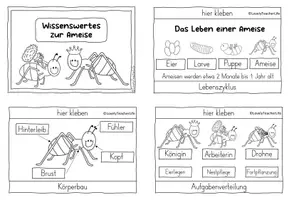Vorschau - Arbeitsblätter - Materialpaket: Flipbook und Wissenskartei " Die Ameise" - Seite 3