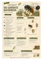 Vorschau - Arbeitsblätter - Mauerbiene – kostenloses Materialpaket für Sachunterricht & Naturbildung | Bella Wildherz - Seite 1
