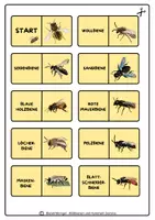 Vorschau - Spiele - Wildbienen und Hummeln, Domino-Lege-Spiel - Seite 1