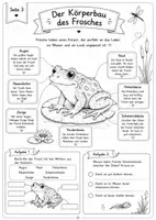 Vorschau - Arbeitsblätter - Der Frosch-Sachkundeheft mit Quiz, Forschungsauftrag & Lösungen | Grundschule Klasse 1-4 - Seite 3