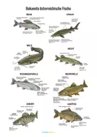 Vorschau - Merkblätter - Bekannte österreichische Fische - Deckblatt