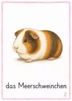 Vorschau - Bildkarten - Haustiere Bildkarten – Haltung & Pflege - Seite 3