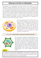 Vorschau - Arbeitsblätter - Zellorganellen und ihre Funktionen: Zellkern, Mitochondrien & Zellatmung - Seite 1