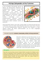 Vorschau - Arbeitsblätter - Zellorganellen und ihre Funktionen: Zellkern, Mitochondrien & Zellatmung - Seite 2