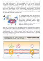Vorschau - Arbeitsblätter - Zellorganellen und ihre Funktionen: Zellkern, Mitochondrien & Zellatmung - Seite 3