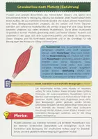 Vorschau - Stationenlernen - Das Muskelsystem: Muskelaufbau, Muskelarten, Muskelgruppen, - Seite 2