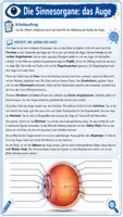Vorschau - Arbeitsblätter - 👁️ Das Auge – Aufbau und Funktion eines wichtigen Sinnesorgans - Seite 1