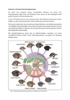 Vorschau - Arbeitsblätter - Evolutionstheorien und Artbildung – Darwin, Lamarck & Darwinfinken | ABs mit Lösungen - Seite 1