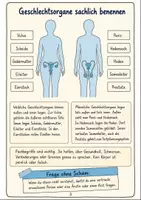 Vorschau - Text - Pubertät Klasse 5-6: Biologie - Seite 2