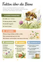 Vorschau - Unterrichtsreihen - Tiere im Sommer Infoblätter - Klasse 2, 3 & 4 Sachunterricht Grundschule Kostenlos - Seite 1