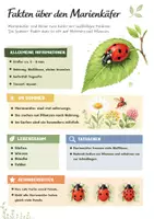 Vorschau - Unterrichtsreihen - Tiere im Sommer Infoblätter - Klasse 2, 3 & 4 Sachunterricht Grundschule Kostenlos - Seite 2