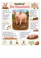 Vorschau - Arbeitsblätter - Steckbriefe Kuh, Schwein, Biene, Wespe für Klasse 1-2 - Seite 2