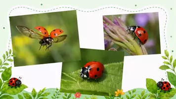 Vorschau - Unterrichtsreihen - Marienkäfer · Sachunterricht · Klasse 1-2 · Präsentation - Seite 2