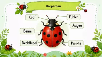 Vorschau - Unterrichtsreihen - Marienkäfer · Sachunterricht · Klasse 1-2 · Präsentation - Seite 3