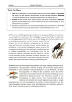 Vorschau - Stundenentwürfe - Evolution: Warum Schönheit einen Preis hat - Sexuelle Selektion in der Tierwelt - Seite 1