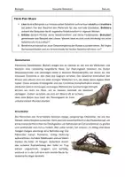 Vorschau - Stundenentwürfe - Evolution: Warum Schönheit einen Preis hat - Sexuelle Selektion in der Tierwelt - Seite 3