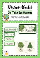 Vorschau - Bildkarten - Wald: Teile des Baumes (Wortkarten + Schaubild) - Deckblatt