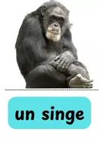 Vorschau - Bildkarten - Zootiere Bilderkarten im Französischen - Seite 1