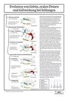 Vorschau - Arbeitsblätter - Evolution von Gebiss, oralen Drüsen und Giftwirkung bei Schlangen | AFB I–III | Kl. 9/10 - Seite 2