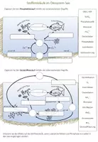 Vorschau - Arbeitsblätter - Arbeitsblatt Phosphat- und Stickstoffkreislauf im Ökosystem See - Seite 2