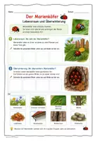 Vorschau - Arbeitsblätter - Marienkäfer - Lebensraum Überwinterung - Seite 3
