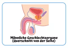 Vorschau - Arbeitsblätter - Materialpaket: Sexualkunde Begriffelernen männliche & weibliche Geschlechtsorgane - Seite 2