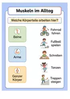 Vorschau - Arbeitsblätter - Die Muskel‑Experten: Muskeln & Bewegung verstehen · Arbeitsheft + Quiz · Klasse 3–4 - Seite 2