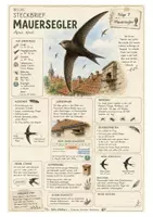 Vorschau - Arbeitsblätter - Mauersegler – kostenloses Materialpaket für Sachunterricht & Naturbildung Bella Wildherz - Deckblatt