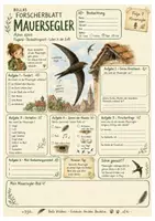 Vorschau - Arbeitsblätter - Mauersegler – kostenloses Materialpaket für Sachunterricht & Naturbildung Bella Wildherz - Seite 1