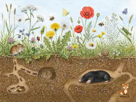 Vorschau - Arbeitsblätter - Wiese Ausmalbilder & Bildkarten - Sachunterricht - Seite 1