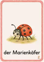 Vorschau - Bildkarten - Wiesentiere Bildkarten - 1. Klasse & DaZ - Seite 2