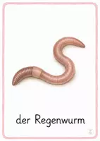 Vorschau - Bildkarten - Wiesentiere Bildkarten - 2. - 4. Klasse & DaZ - Seite 1