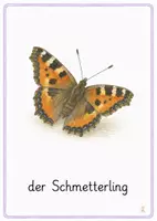 Vorschau - Bildkarten - Wiesentiere Bildkarten - 2. - 4. Klasse & DaZ - Seite 3