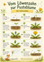 Vorschau - Arbeitsblätter - Löwenzahn & Pusteblume - Lebenszyklus 2. - 4. Klasse - Seite 2