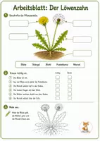 Vorschau - Arbeitsblätter - Löwenzahn & Pusteblume - Lebenszyklus 2. - 4. Klasse - Seite 3