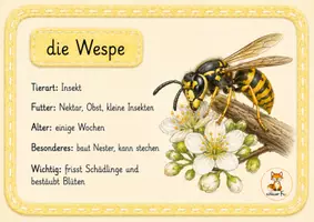 Vorschau - Arbeitsblätter - Wiese Wissenskarten - Tiere & Pflanzen - 1. - 4. Klasse - Seite 3