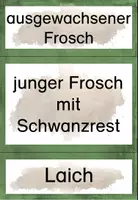 Vorschau - Poster - Tafelmaterial (Bild- und Wortkarten) zum Frosch - Seite 3