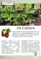 Vorschau - Arbeitsblätter - Die Erdbeere Legekreis / Poster / Kindergarten / Grundschule - Seite 1
