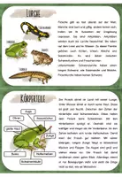 Vorschau - Stationenlernen - Wissenskartei zum Frosch (18 Karteikarten) - Seite 3