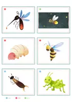 Vorschau - Spiele - Insekten – Bildkarten | 15 Karten mit Artikelpunkten in zwei Größen | Kita Grundschule - Seite 3